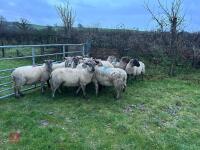 14 IN-LAMB SUFFOLK X EWES - BIDS PER HEAD - 4