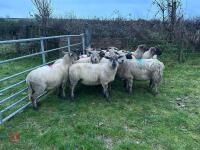 14 IN-LAMB SUFFOLK X EWES - BIDS PER HEAD - 5