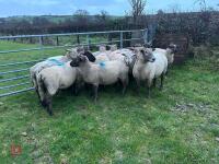 14 IN-LAMB SUFFOLK X EWES - BIDS PER HEAD - 6