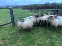 14 IN-LAMB SUFFOLK X EWES - BIDS PER HEAD - 7