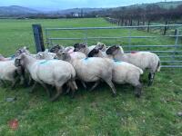 14 IN-LAMB SUFFOLK X EWES - BIDS PER HEAD - 9