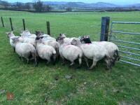 14 IN-LAMB SUFFOLK X EWES - BIDS PER HEAD - 10