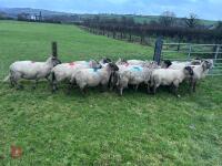 14 IN-LAMB SUFFOLK X EWES - BIDS PER HEAD - 12