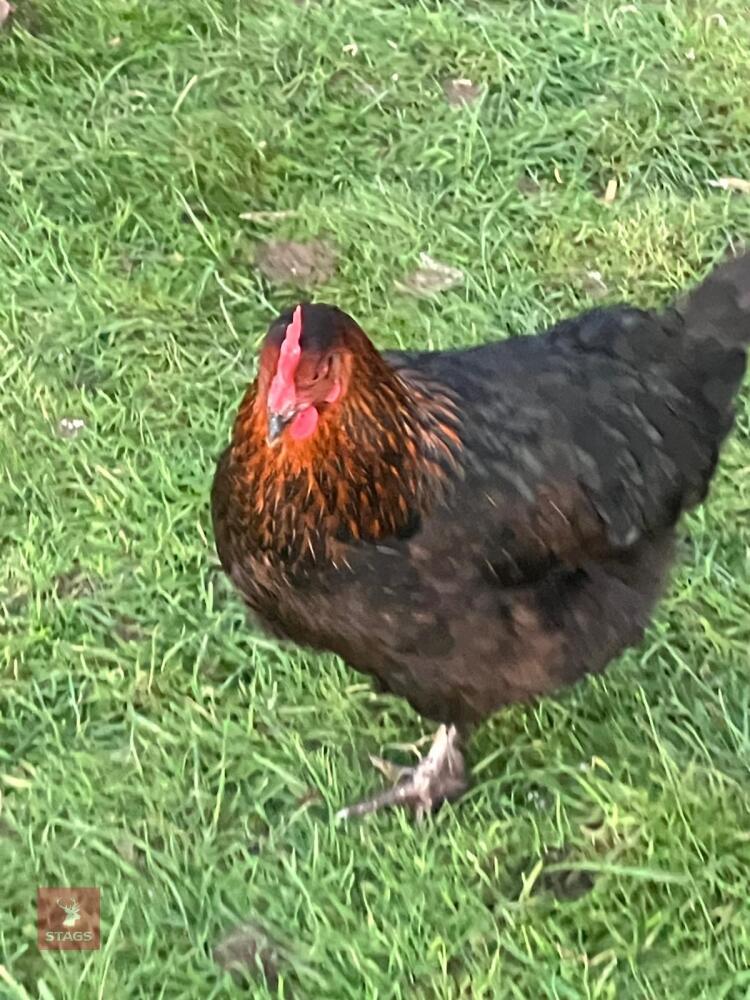 PAIR OF COPPER MARANS - BIDS PER LIFE