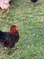 PAIR OF COPPER MARANS - BIDS PER LIFE - 2