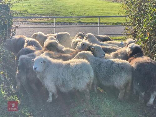 17 X HERDWICK IN LAMB EWES - BIDS PER LIFE