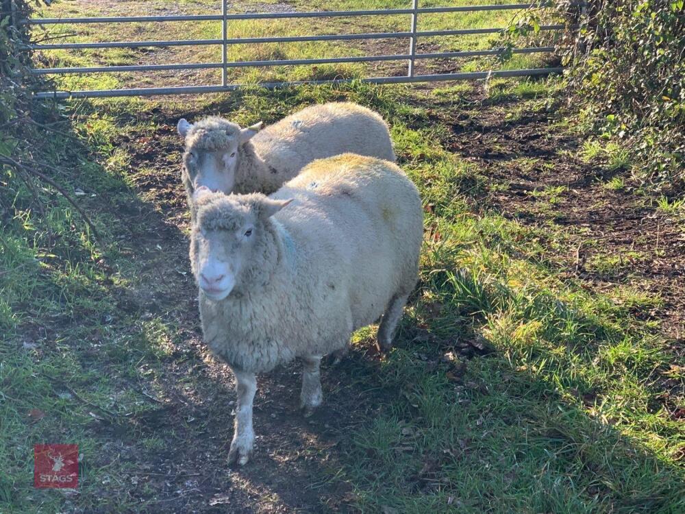 2 X IN LAMB DORSET EWES - BIDS PER LIFE