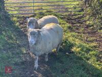 2 X IN LAMB DORSET EWES - BIDS PER LIFE
