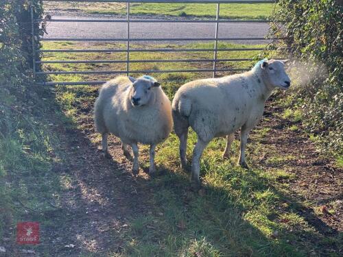2 X FM TEXEL X IN LAMB EWES - BIDS PER LIFE