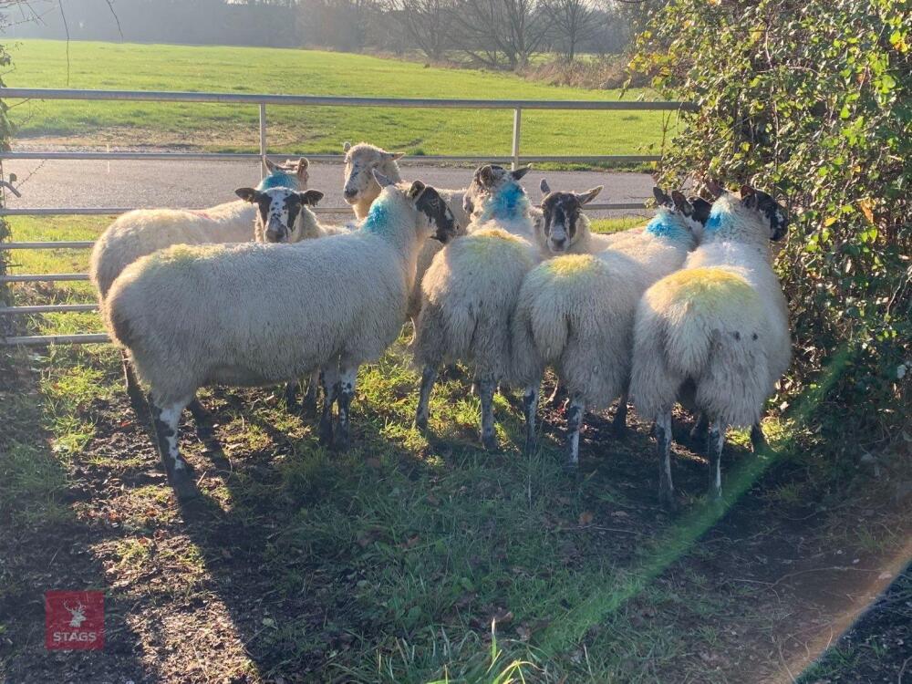 9 X MULE IN LAMB EWES - BIDS PER LIFE
