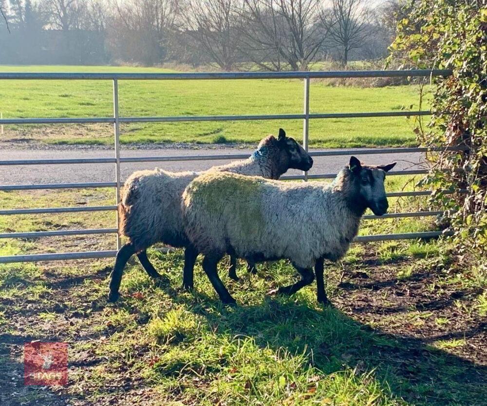 2 X BADGER FACE X MULE 4T IN LAMB EWES - BIDS PER LIFE