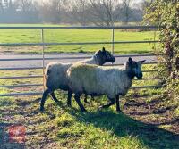 2 X BADGER FACE X MULE 4T IN LAMB EWES - BIDS PER LIFE