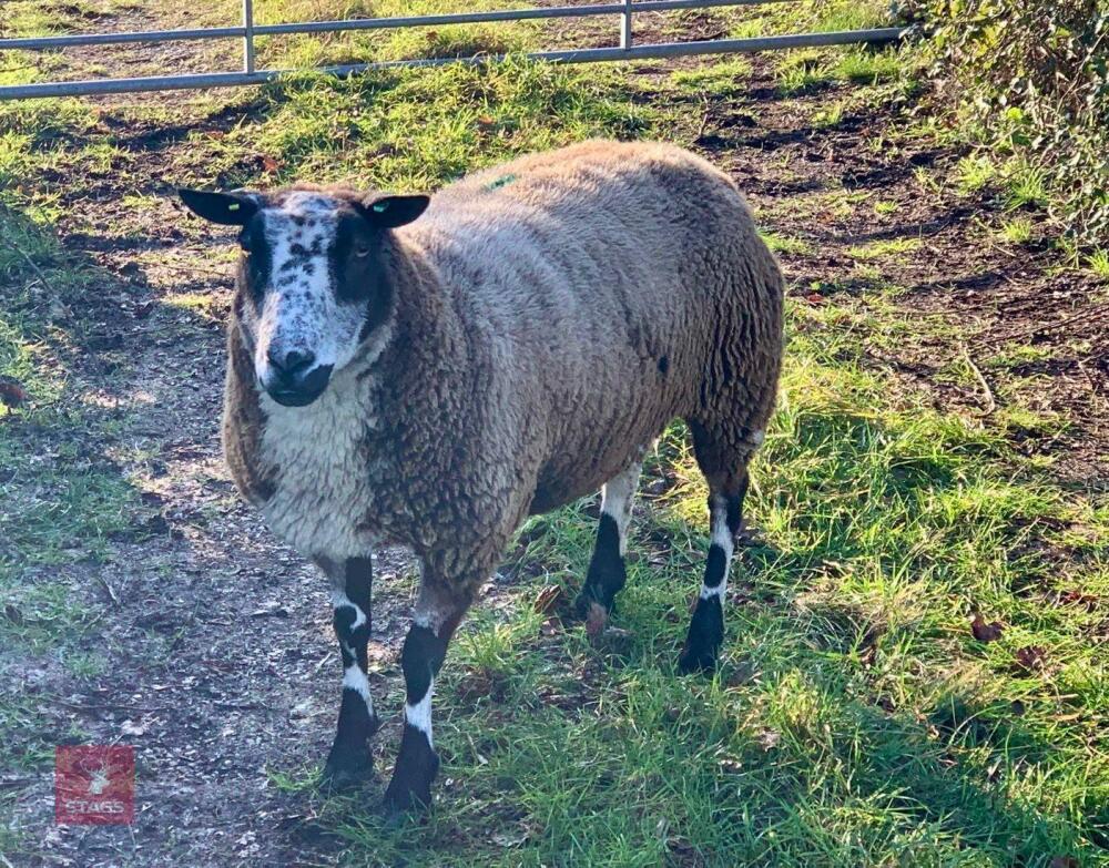 PURE BRED FM DUTCH SPOTTED IN LAMB EWE