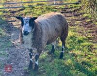 PURE BRED FM DUTCH SPOTTED IN LAMB EWE