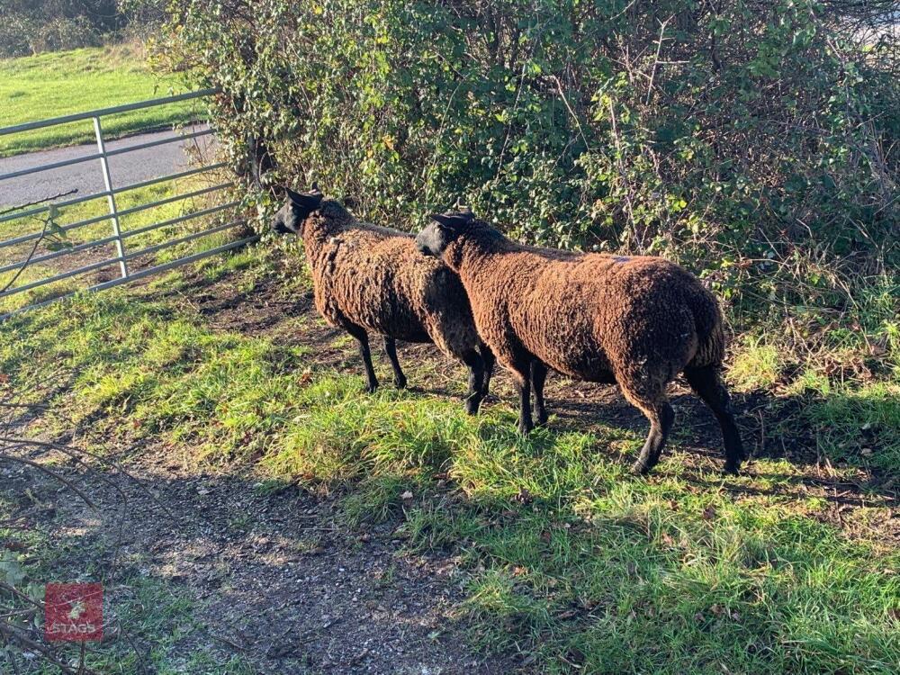 2 X GRADE 4 DUTCH SPOTTED IN LAMB EWES - BIDS PER LIFE
