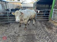 4YO PUREBRED CHAROLAIS BULL - 3