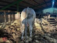 4YO PUREBRED CHAROLAIS BULL - 7