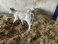 4YO PUREBRED CHAROLAIS BULL - 12