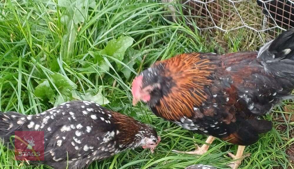 PAIR OF BELGIUM D'UCCLE BANTAMS - BIDS PER LIFE