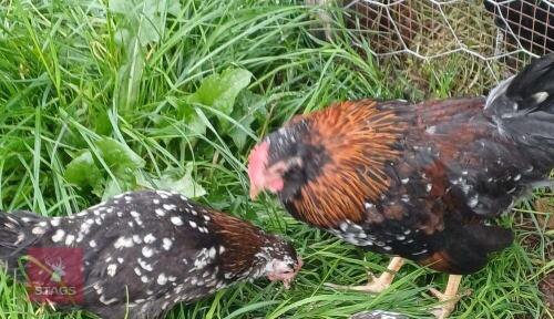 PAIR OF BELGIUM D'UCCLE BANTAMS - BIDS PER LIFE