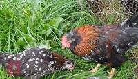 PAIR OF BELGIUM D'UCCLE BANTAMS - BIDS PER LIFE