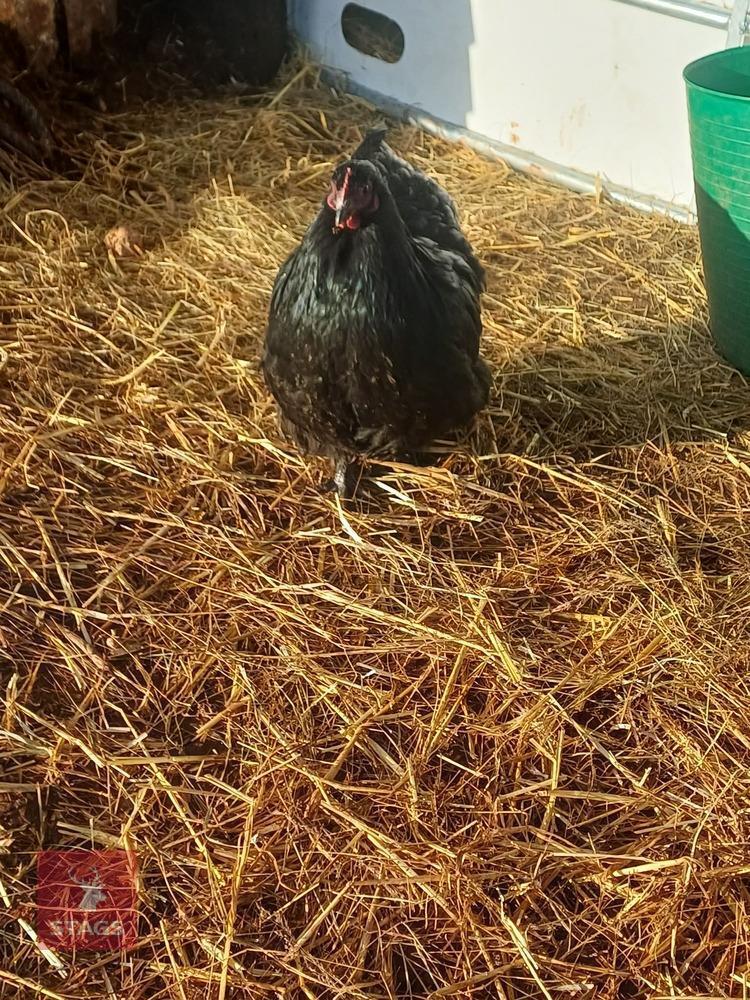 17WK BLUE ORPINGTON POL HEN