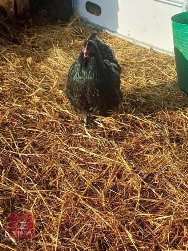 17WK BLUE ORPINGTON POL HEN