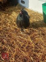 17WK BLUE ORPINGTON POL HEN