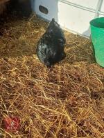 17WK BLUE ORPINGTON POL HEN - 2