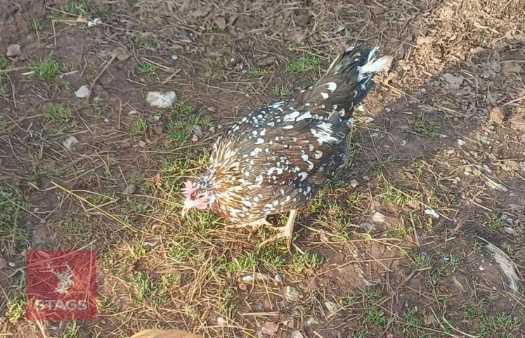19WK MOTTLED LEGHORN POL HEN