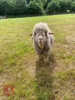 4YO ANGORA BILLY GOAT - 2