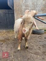 4YO ANGORA BILLY GOAT - 3