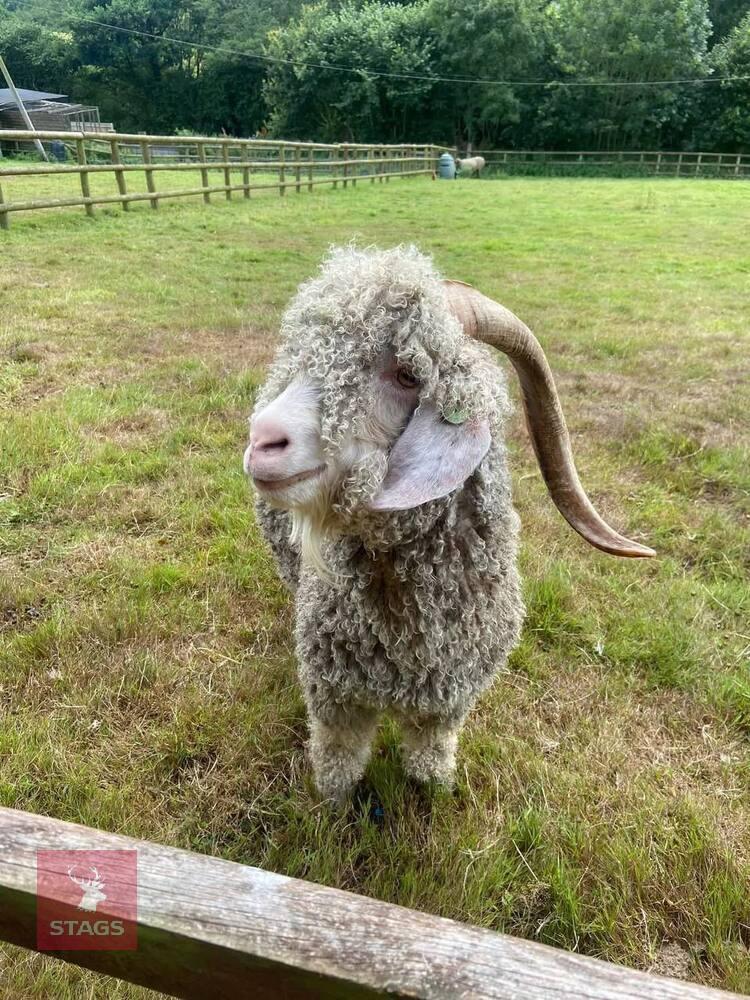 4YO ANGORA BILLY GOAT