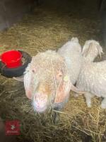 4YO ANGORA BILLY GOAT - 2