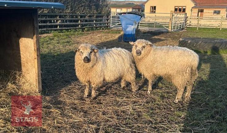 2 X 10MO VALAIS X WETHER LAMBS - BIDS PER LIFE