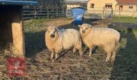 2 X 10MO VALAIS X WETHER LAMBS - BIDS PER LIFE