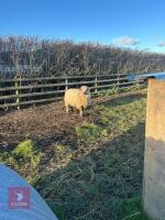 2 X 10MO VALAIS X WETHER LAMBS - BIDS PER LIFE - 3