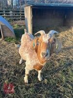 4YO NANNY GOAT