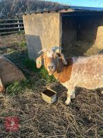 4YO NANNY GOAT - 2