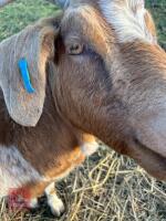 4YO NANNY GOAT - 3