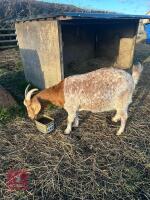 4YO NANNY GOAT - 4