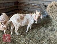 3YO BOER NANNY & 9MO WETHER KID - BIDS PER LIFE