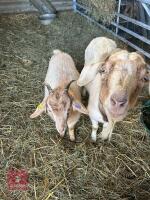 3YO BOER NANNY & 9MO WETHER KID - BIDS PER LIFE - 2