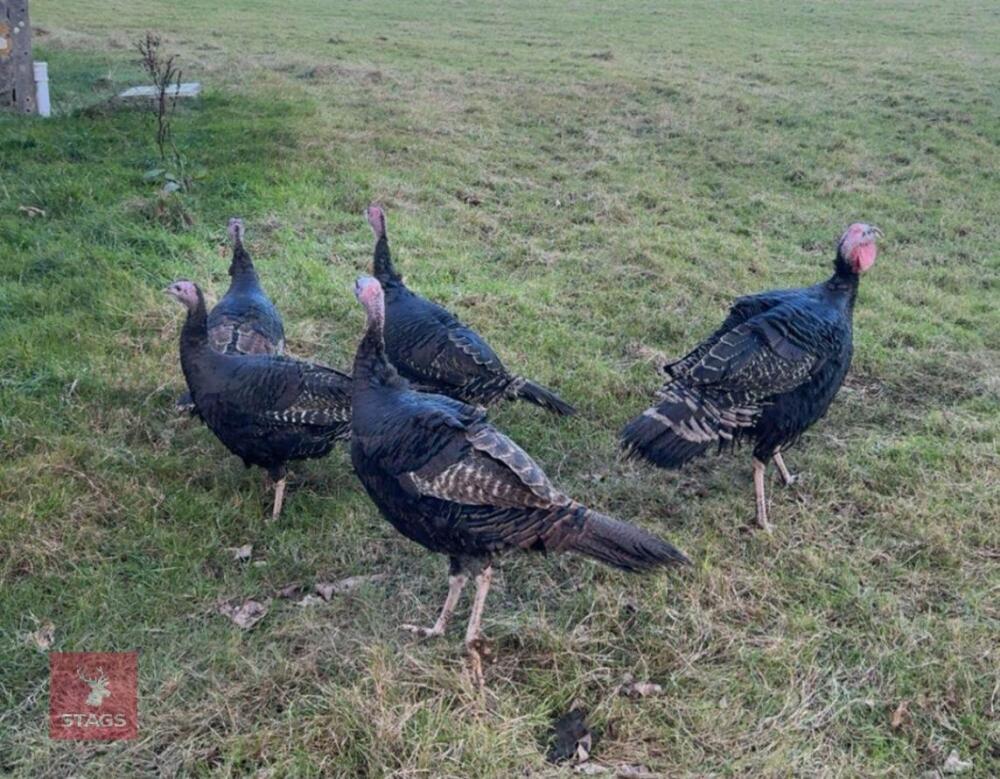 PAIR OF 6MO NORFOLK BLACK TURKEYS - BIDS PER LIFE