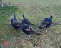 PAIR OF 6MO NORFOLK BLACK TURKEYS - BIDS PER LIFE
