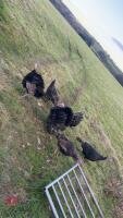 PAIR OF 6MO NORFOLK BLACK TURKEYS - BIDS PER LIFE - 2