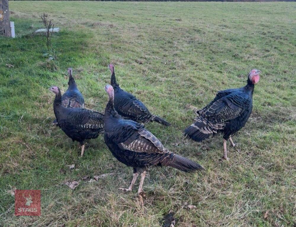 PAIR OF 6MO NORFOLK BLACK TURKEYS - BIDS PER LIFE