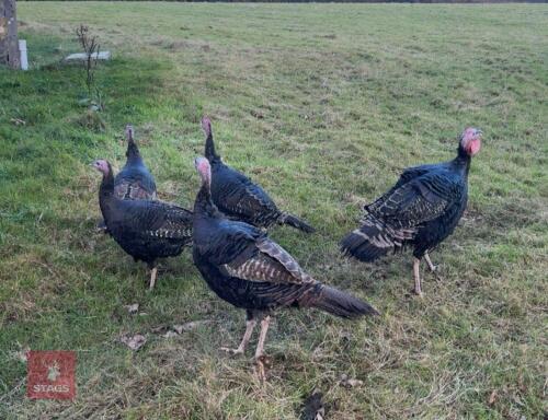 PAIR OF 6MO NORFOLK BLACK TURKEYS - BIDS PER LIFE
