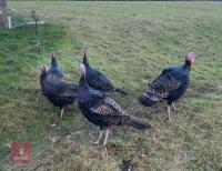 PAIR OF 6MO NORFOLK BLACK TURKEYS - BIDS PER LIFE
