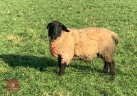 2 X SUFFOLK RAMS
